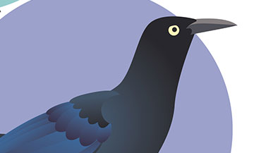 Great-Tailed Grackle Design